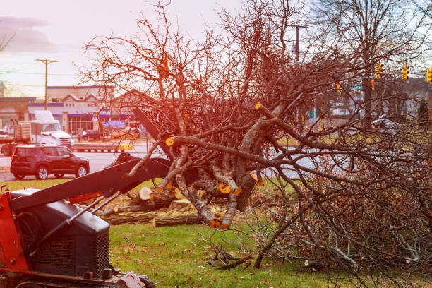 How Our Tree Care Process Works  in  Lakeview, WA